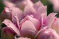 Pink jelly flowers are close up