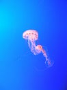 Pink Jellyfish Royalty Free Stock Photo