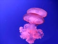 Pink jellyfish abstract background, marine photography, sea nature Royalty Free Stock Photo