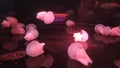 pink jellyfish in the aquarium epic moment Royalty Free Stock Photo