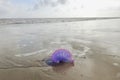 A pink jellyfish on the beach of KOUROU Royalty Free Stock Photo