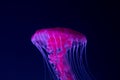 Pink jellyfish on blue background closeup Royalty Free Stock Photo