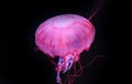 Pink Jellyfish in dark background, beautiful animal. Royalty Free Stock Photo