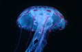 Blue Pink Jellyfish in dark background, beautiful animal. Royalty Free Stock Photo