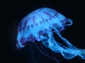 Blue Pink Jellyfish in dark background, beautiful animal. Royalty Free Stock Photo