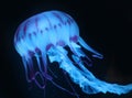 Blue Pink Jellyfish in dark background, beautiful animal. Royalty Free Stock Photo