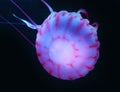 Blue Pink Jellyfish in dark background, beautiful animal.