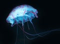 Blue Pink Jellyfish in dark background, beautiful animal.