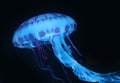 Blue Pink Jellyfish in dark background, beautiful animal.