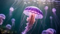 Pink jellyfish floats in dark sea water. Mauve Stinger, Pelagia noctiluca. Underwater life