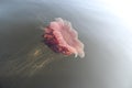 Pink jellyfish swims in the blue sea