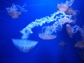 Pink jellyfish at valencia oceanografic.Glass tunnel in LOceanografic aquarium in Valencia Royalty Free Stock Photo