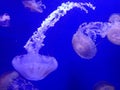 Pink jellyfish at valencia oceanografic.Glass tunnel in LOceanografic aquarium in Valencia Royalty Free Stock Photo