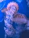 Pink jellyfish at valencia oceanografic.Glass tunnel in LOceanografic aquarium in Valencia Royalty Free Stock Photo