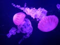 Pink jellyfish in the water