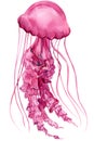 Pink jellyfish watercolor illustration. Underwater wildlife, painted medusa isolated on the white background Royalty Free Stock Photo