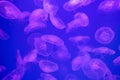 Pink Jellyfishes in blue water Royalty Free Stock Photo