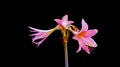 Pink Jersey lily, Amaryllis belladonna, amaryllis lily flower on black background