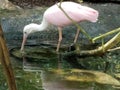 Pink jungle swan Tampa aquarium