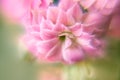 Pink Kalanchoe Blossfeld flower close-up shot with soft focus