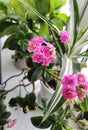 Pink Kalanchoe blossfeldiana in flowerpot. Royalty Free Stock Photo