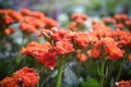 Pink kalanchoe flower beautiful closeup wallpaper Royalty Free Stock Photo