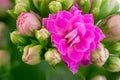 Pink kalanchoe flower blossoms