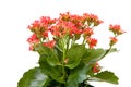 Pink kalanchoe flower plant