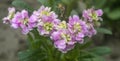 Pink kalanchoe flowers