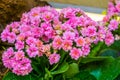 Pink kalanchoe flowers in closeup, popular cultivated ornamental houseplant from Africa Royalty Free Stock Photo
