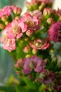 Pink Kalanchoe flowers in sunlight with defocused background