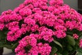 Pink kalanchoe Saxifragales Crassulaceae Kalanchoe flower bloom. Royalty Free Stock Photo