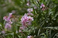 Pink Kaner or  Oleander Nerium oleander Flowers and Leaves Royalty Free Stock Photo