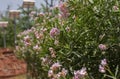 Pink Kaner or  Oleander Nerium oleander Flowers and Leaves Royalty Free Stock Photo