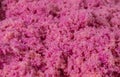 Pink kinetic sand on yellow table