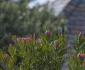 Pink King Protea Royalty Free Stock Photo