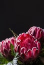 Pink king protea flower bouquet in bloom isolated on a black background Royalty Free Stock Photo