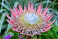 Pink King protea flower Royalty Free Stock Photo