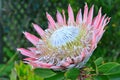 Pink King protea flower Royalty Free Stock Photo