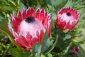 Pink king protea plant Royalty Free Stock Photo