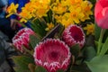 Pink king protea plant. Pink king protea flowering plant blooming in the spring Royalty Free Stock Photo