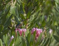 Pink King Protea, Protea cynaroides Royalty Free Stock Photo
