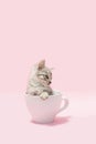 Pink Kitten Coffee Cup Royalty Free Stock Photo