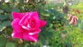 Pink Knock out Rose blossom with rosebush foliage