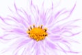 Pink kosmeya flower art image on a white background.Cosmos flower