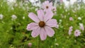 Pink kosmeya flowers with some rain drops