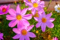 Pink Kosmeya flowers