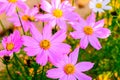 Pink Kosmeya flowers