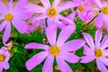 Pink Kosmeya flowers