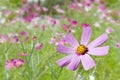 Pink kosmeya in the garden